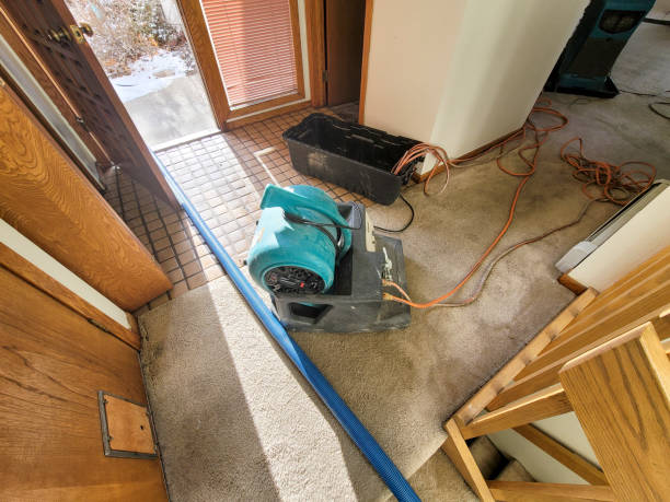 Best Carpet water damage restoration  in Cologne, MN