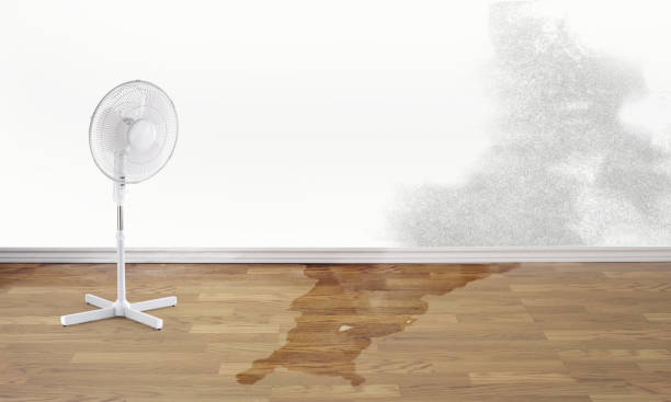 Best Water damage cleanup near me  in Cologne, MN